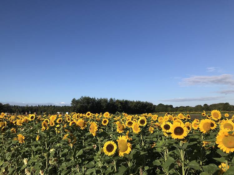 Where to find gorgeous sunflower fields near London