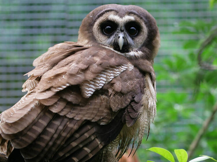 Kadoorie Farm and Botanic Garden closes off access to its rare baby owl