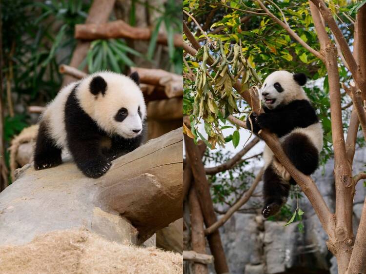 Hong Kong’s giant panda twin cubs are officially named Jia Jia and De De