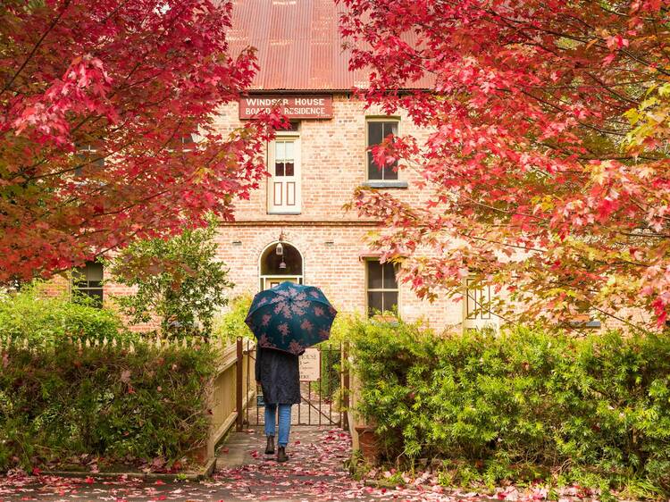 The best places to see autumn leaves in Melbourne