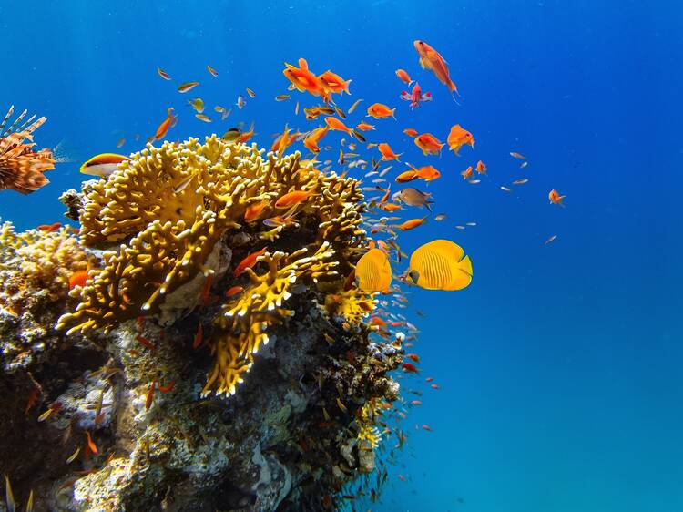 A new underwater sculpture park in Miami Beach is working to help coral thrive